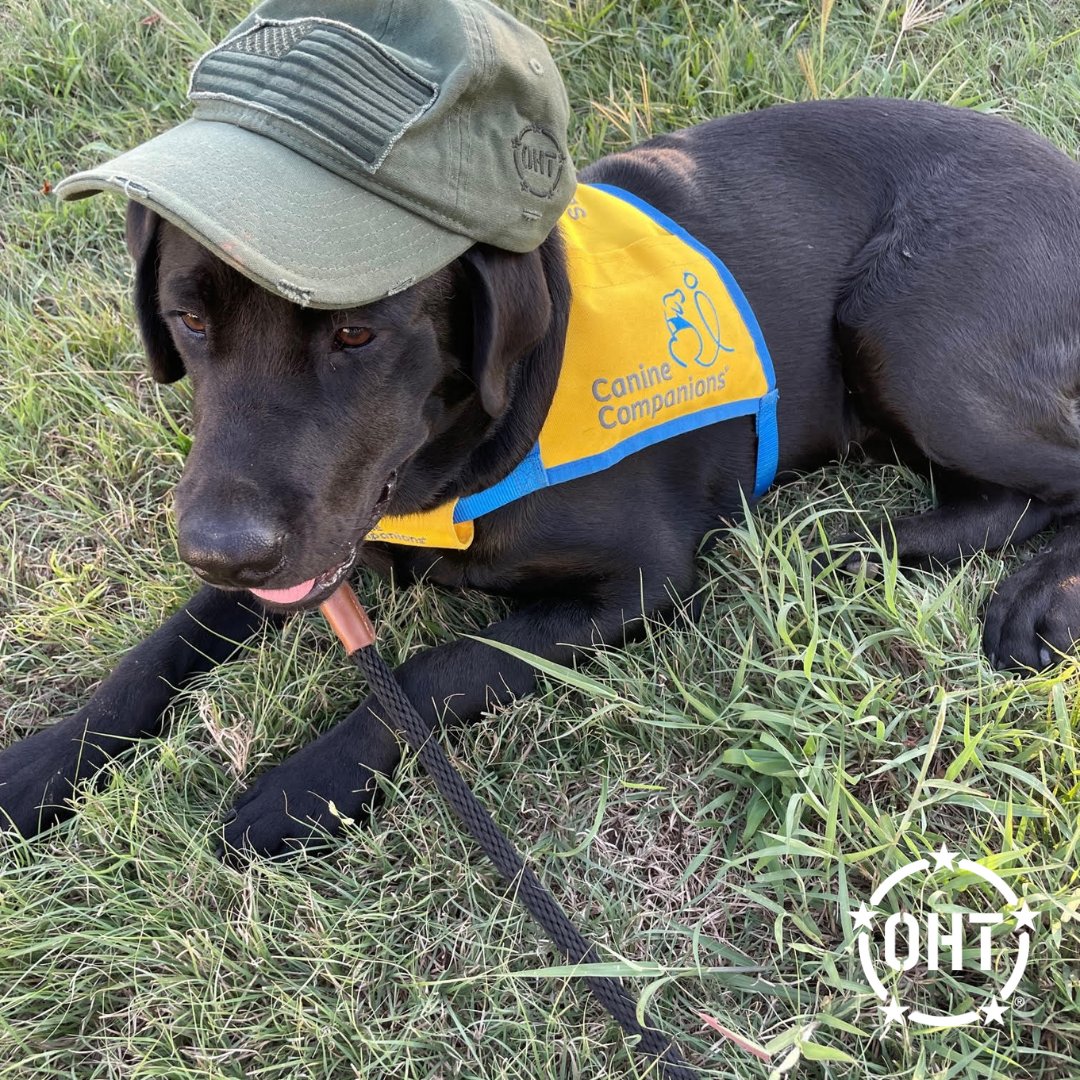 SupportOHT's tweet photo. Happy National Pet Day! We love all pets but we love all of the OHT Dogs that we have that are part of the family, friends and fans! We are grateful for the service animals that are pets too!
#Dogs #DogsofIG #NationalPetDay
#SupportOHT #OperationHatTrick #Neverforget https://t.co/FK7Ug7Ls7a