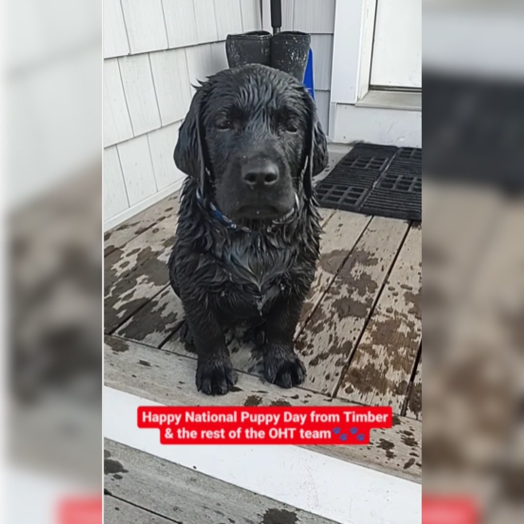 SupportOHT's tweet photo. Happy National Pet Day! We love all pets but we love all of the OHT Dogs that we have that are part of the family, friends and fans! We are grateful for the service animals that are pets too!
#Dogs #DogsofIG #NationalPetDay
#SupportOHT #OperationHatTrick #Neverforget https://t.co/FK7Ug7Ls7a