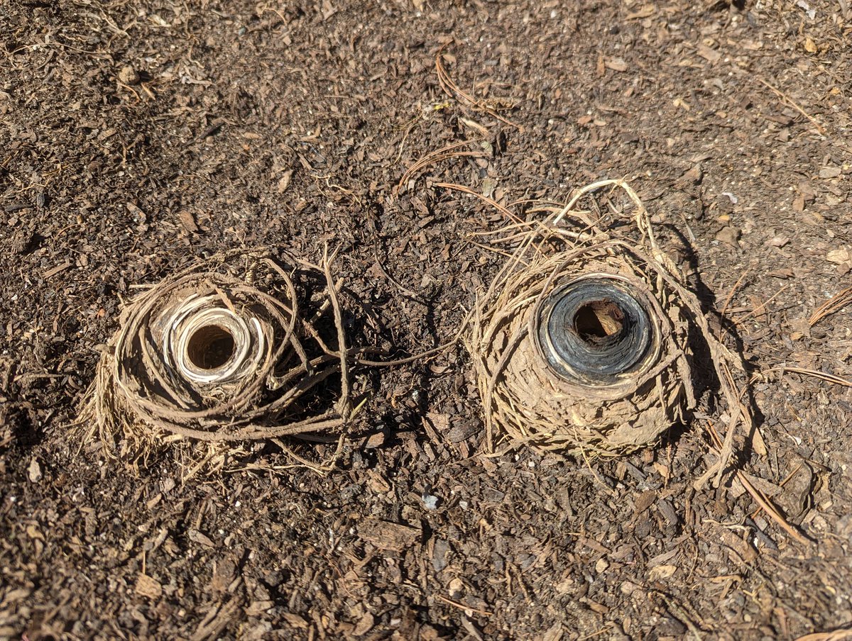 🌈 Big Gay Poodle 🐩 tweet media