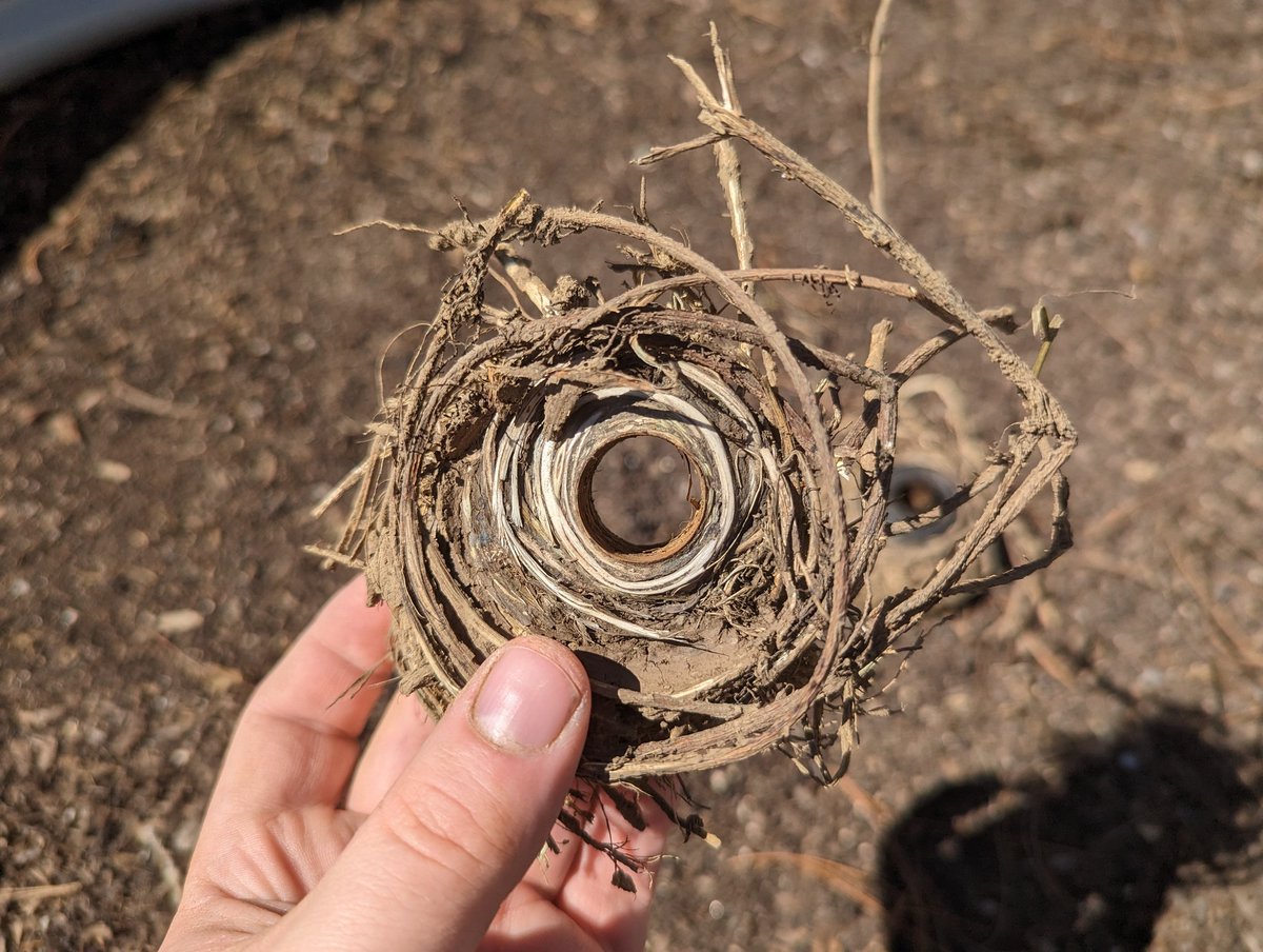 🌈 Big Gay Poodle 🐩 tweet media