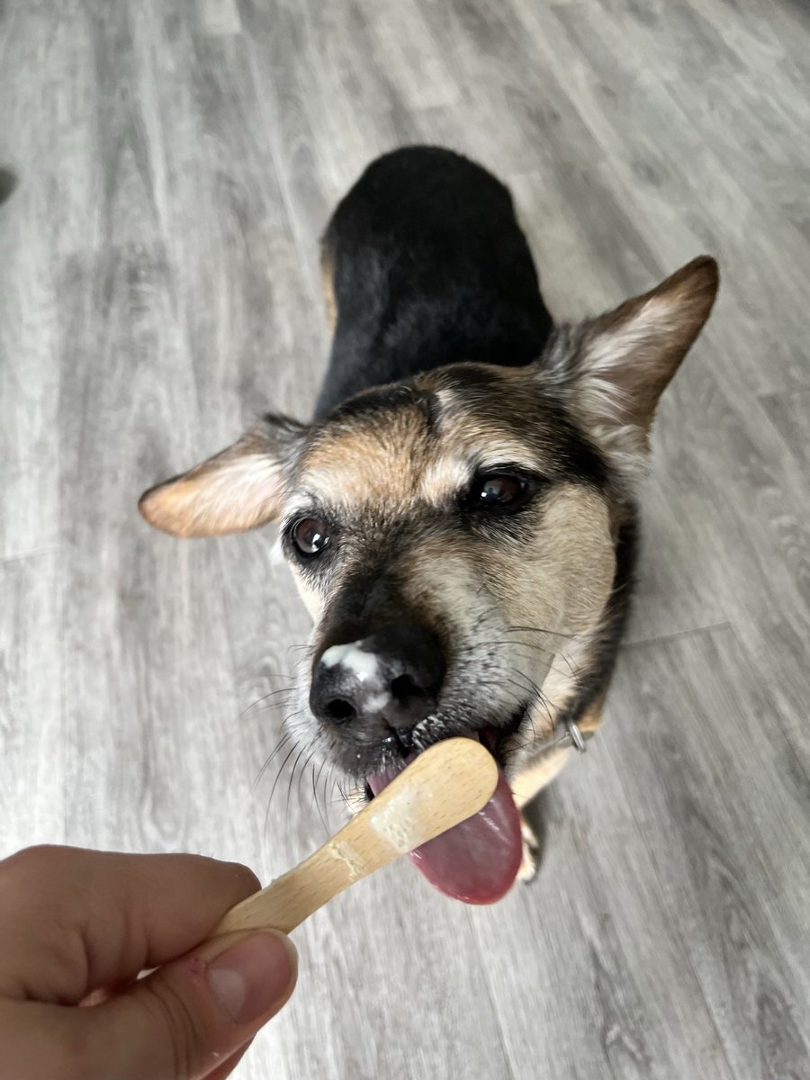 DomandGeri's tweet photo. Today is #NationalPetDay Lucky for us, that's every day with our gorgeous, Oscar. 🐾🐶

Who are you going to spoil even more than usual today? Let us know in the comments. 

💗Love Your Pet (every) Day💗

#thehomeofhappydogs #nationalloveyourpetday #petlovers #petgift #giftforpet https://t.co/u5zmKaVXUA