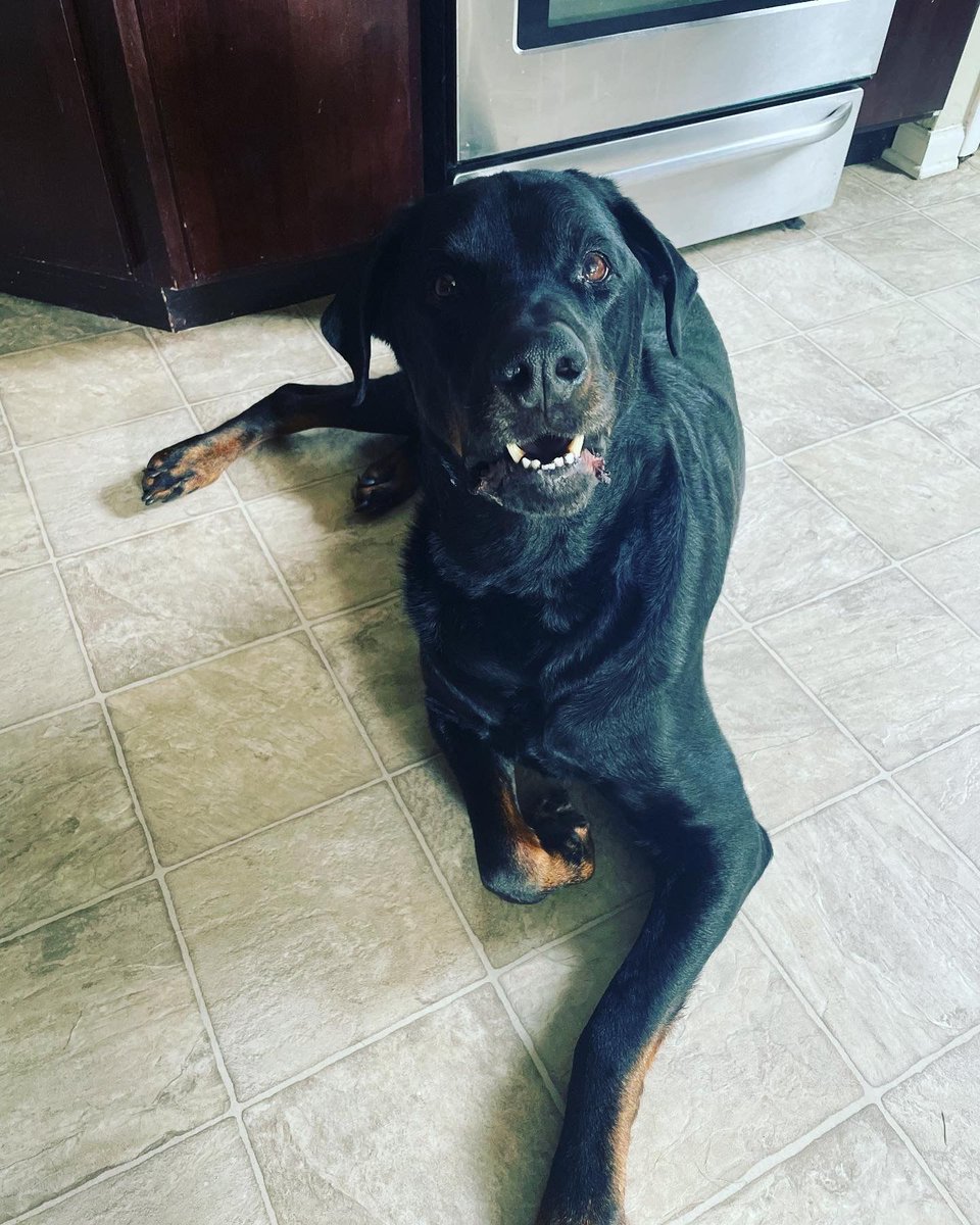 Color_Me_Amused's tweet photo. HAPPY NATIONAL PET DAY 
here are some of our fur babies 

show us your furry friends!

#nationalpetday #petday #colormeamused #bandpetphotos #localband #petphotos https://t.co/iYHf6RhEEp