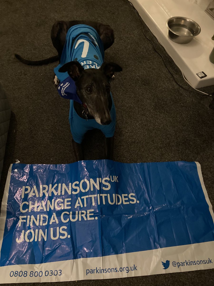 KarriemacK's tweet photo. Handsome Preston has been supporting #WorldParkinsonsDay in his stylish bandana and tshirt 🥰🐶 @ParkinsonsUKSco @ParkinsonsUK @moragross https://t.co/J4GW5vajCm
