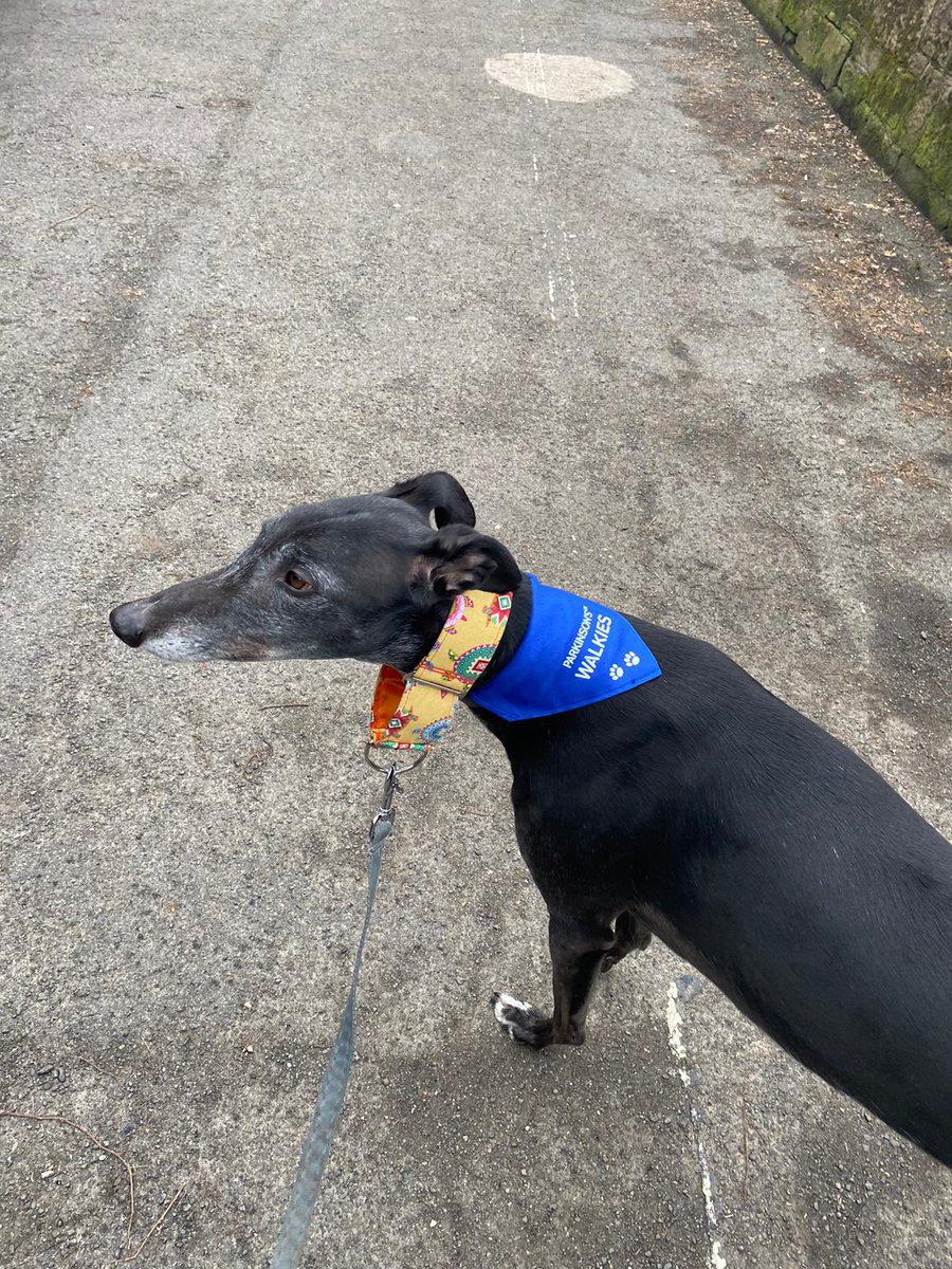 KarriemacK's tweet photo. Handsome Preston has been supporting #WorldParkinsonsDay in his stylish bandana and tshirt 🥰🐶 @ParkinsonsUKSco @ParkinsonsUK @moragross https://t.co/J4GW5vajCm
