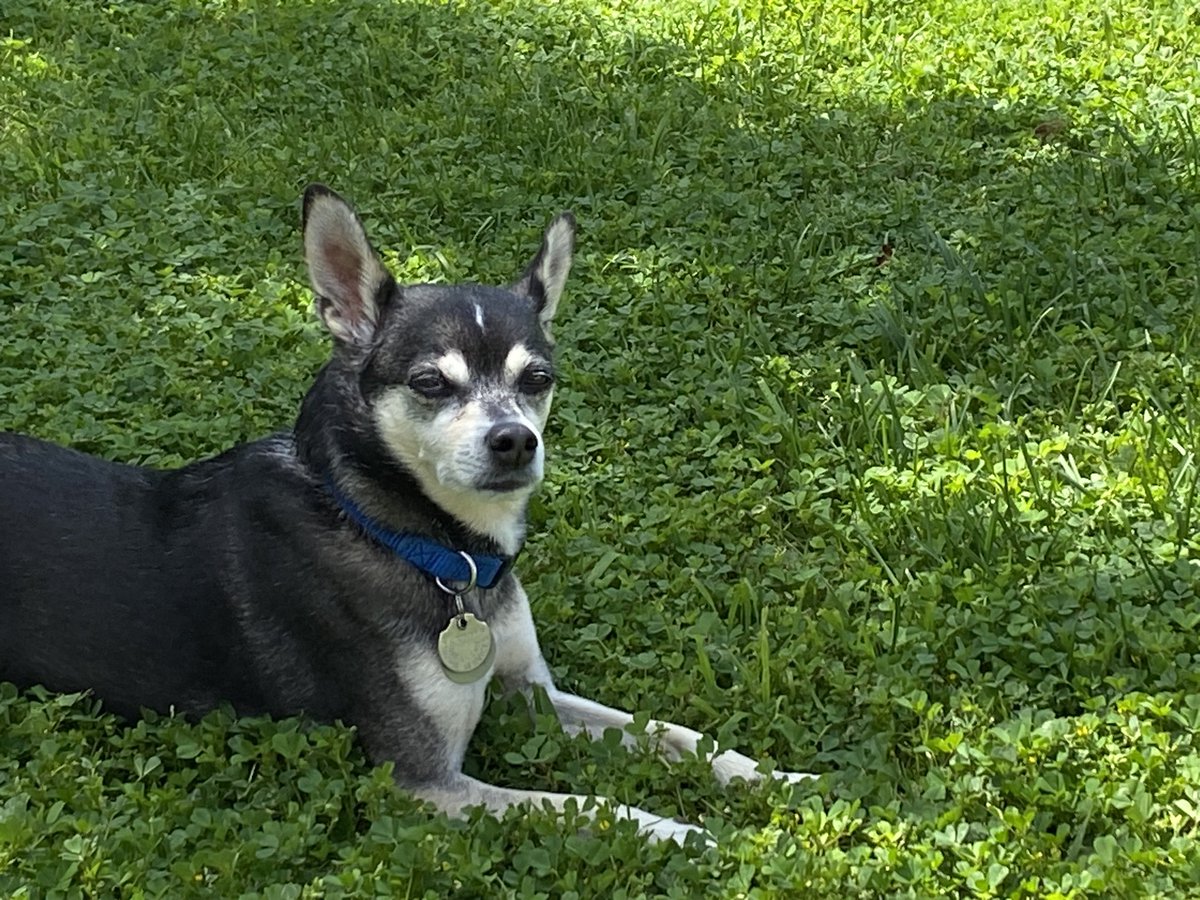 LarryAltman's tweet image. Happy National Pet Day! Love, Peanut.