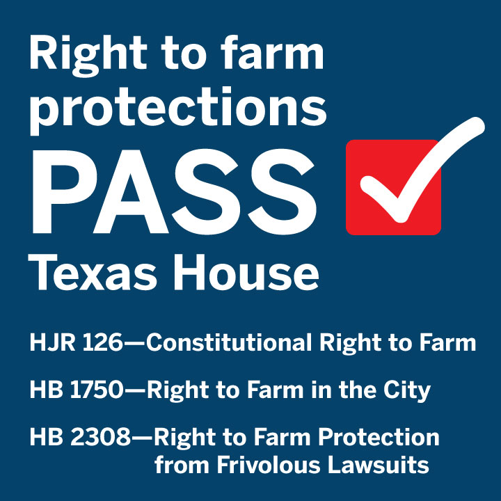 TexasFarmBureau's tweet photo. 📣📣 Big News! The Texas House of Representatives passed a proposed right to farm constitutional amendment and two right to farm bills! They will now be heard by the Senate. 

Read more: https://t.co/WyuQZPIx9p https://t.co/gPR8NR6qf3