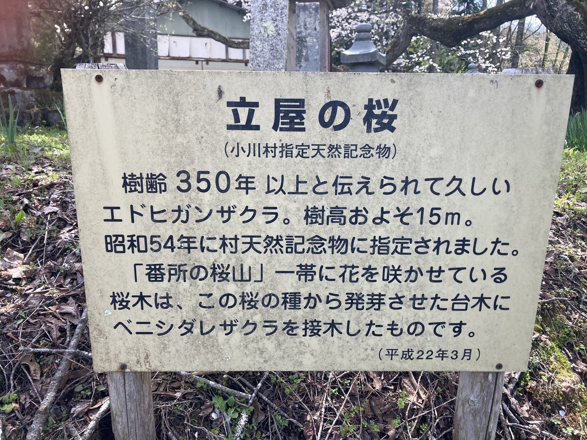 usapi0125's tweet photo. 小川村の立屋の桜を見てきました。
山全体が満開の桜でピンク色🌸に染まっていました。初めて来ましたが、晴天の中の北アルプスの山々と桜のコラボレーションが最高でした💕 https://t.co/pUb1jzOcWn
