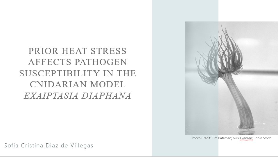 sofia_cristina4's tweet photo. I'm really excited to be defending my Master's thesis on the effects of prior heat stress on pathogen susceptibility in Aiptasia.
Tune in this Thursday, April 13th at 1pm CT if you're interested in learning more about my work (DM me for the zoom link). https://t.co/YQa07Nuaup