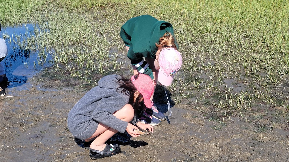 Weatherstone4th's tweet photo. Collecting soil, water, and periwinkle snails to create ecosystems in a shell! https://t.co/blYXujpwkR