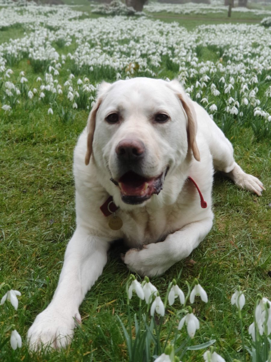 family_source's tweet photo. #NationalPetDay and we are about to share our #TeamFSC pets with you!!! #bestdayever

Kristen's Brody and Jessica's 10 year old lab, Leon. https://t.co/Xa6TdmeUZz