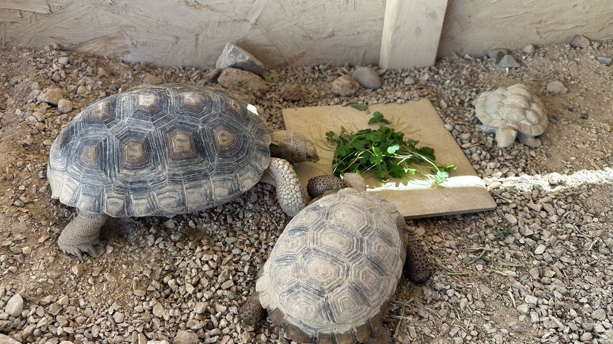 #NationalPetDay is a big hit in our house. Our pack with Dutton, Snickers and Clinton shares the spotlight with Ruth Bader Tortoise and RBT2