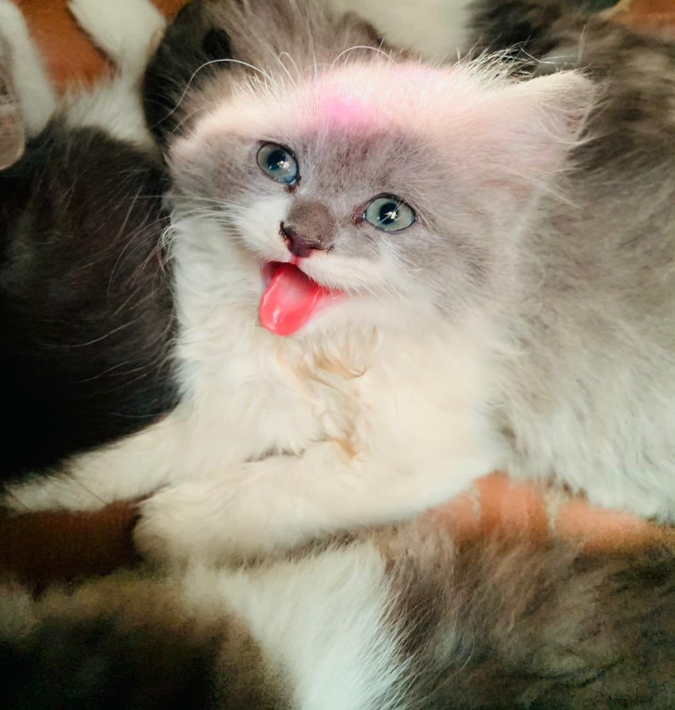 ohun____'s tweet photo. Available 4 female Shirazi cats
DM for more informations. https://t.co/DzdpLunUv3
