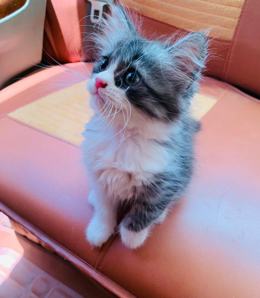 ohun____'s tweet photo. Available 4 female Shirazi cats
DM for more informations. https://t.co/DzdpLunUv3