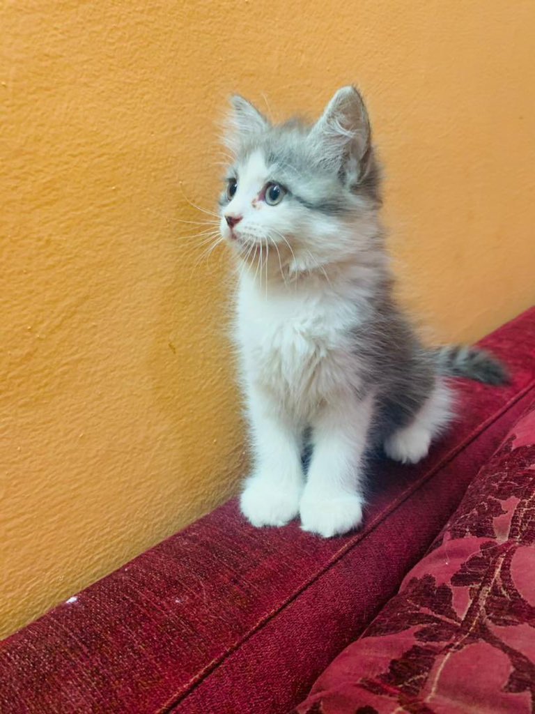 ohun____'s tweet photo. Available 4 female Shirazi cats
DM for more informations. https://t.co/DzdpLunUv3