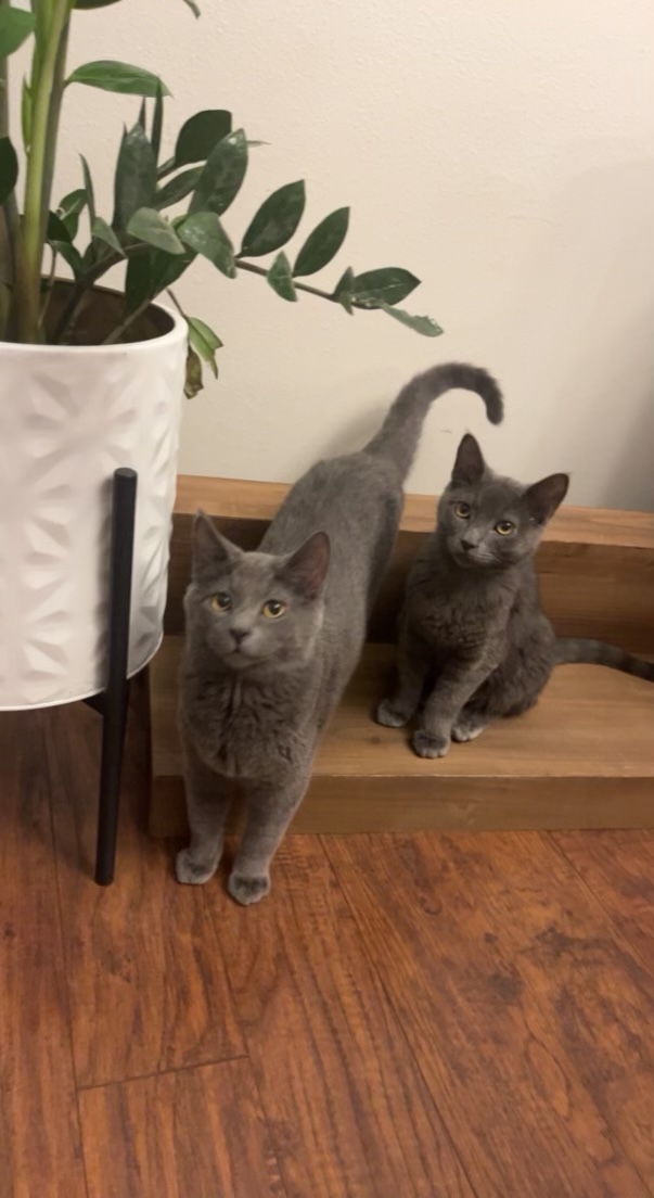 family_source's tweet photo. #NationalPetDay and here are more #TeamFSC pets!!! #bestdayever

Laurie's babies - Smokey &amp; Bandit cats, fluffy butt birds, dogs Bronson &amp; Frank, and old man Spud. https://t.co/WdqDCPjRGi