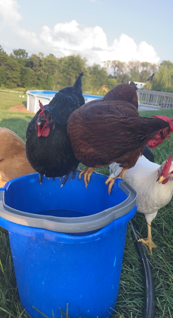 family_source's tweet photo. #NationalPetDay and here are more #TeamFSC pets!!! #bestdayever

Laurie's babies - Smokey &amp; Bandit cats, fluffy butt birds, dogs Bronson &amp; Frank, and old man Spud. https://t.co/WdqDCPjRGi