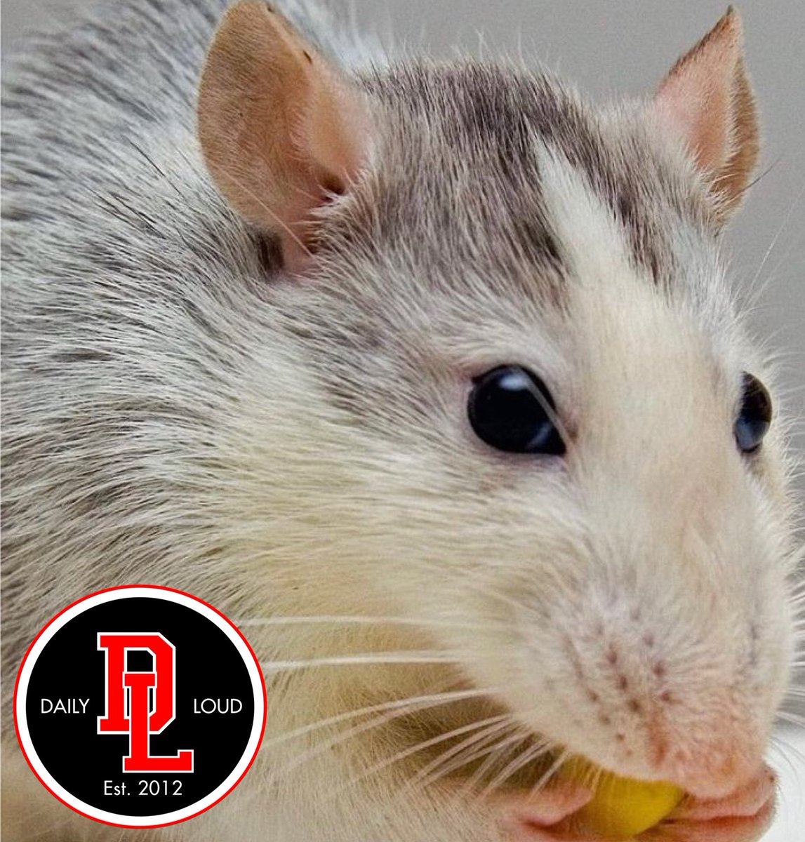 DailyLoud's tweet photo. A rat in India was caught on security cameras stealing a diamond necklace out of a jewelry store 💎🐀😳 https://t.co/kYTQ862NFJ