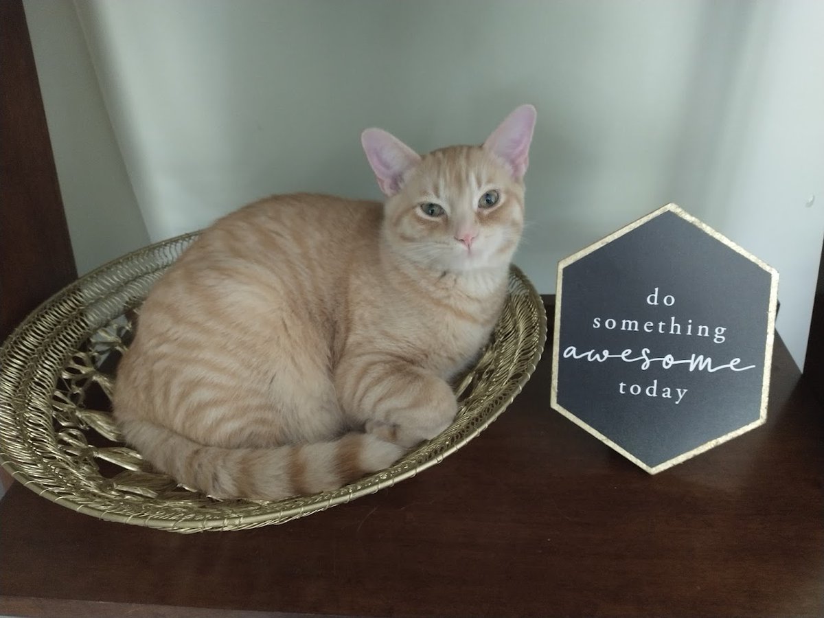 family_source's tweet photo. #NationalPetDay and here are more #TeamFSC pets!!! #bestdayever

Hannah's cats and Dominique's babies! https://t.co/extqBZNMro