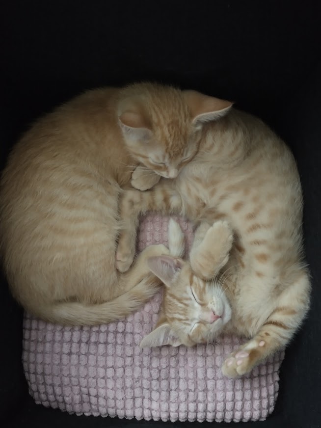 family_source's tweet photo. #NationalPetDay and here are more #TeamFSC pets!!! #bestdayever

Hannah's cats and Dominique's babies! https://t.co/extqBZNMro