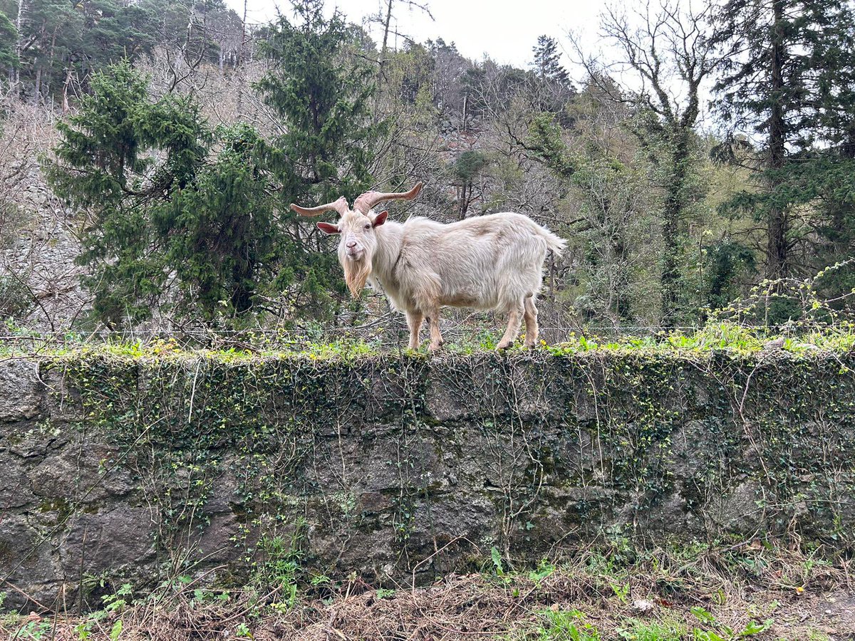 Lettiemccarthy's tweet photo. Just love seeing and listening to the wild goats around The Scalp and Barnaslangan Wood #wildgoats #goat https://t.co/y1xO5sVcGj