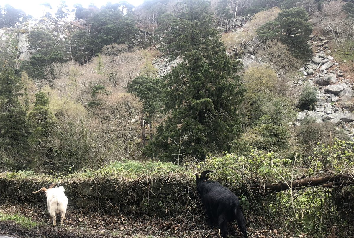 Lettiemccarthy's tweet photo. Just love seeing and listening to the wild goats around The Scalp and Barnaslangan Wood #wildgoats #goat https://t.co/y1xO5sVcGj