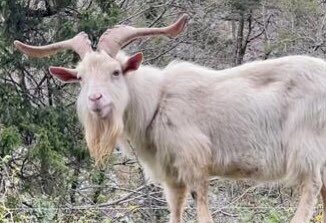 Lettiemccarthy's tweet photo. Just love seeing and listening to the wild goats around The Scalp and Barnaslangan Wood #wildgoats #goat https://t.co/y1xO5sVcGj