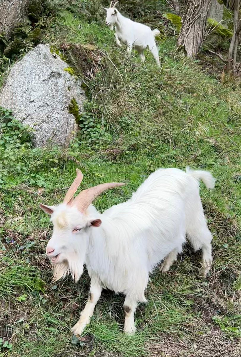 Lettiemccarthy's tweet photo. Just love seeing and listening to the wild goats around The Scalp and Barnaslangan Wood #wildgoats #goat https://t.co/y1xO5sVcGj