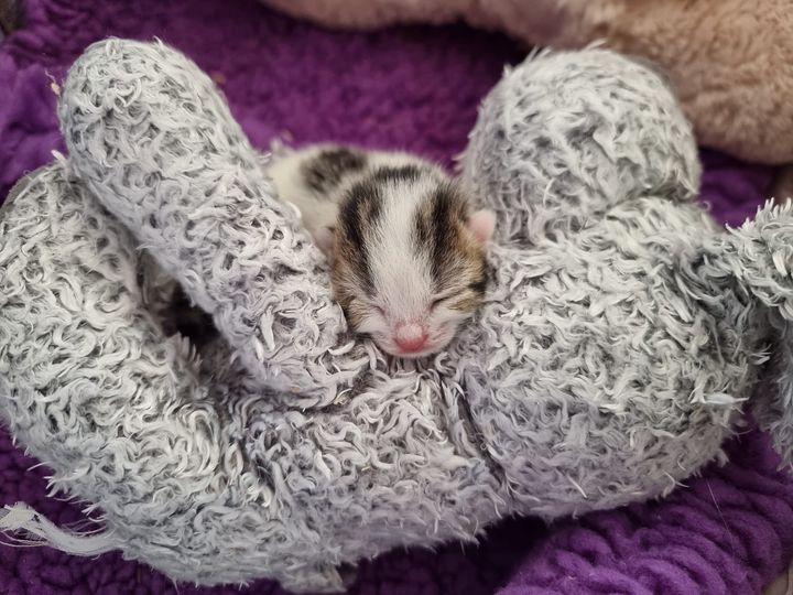 Bradford Cat Watch Rescue on Twitter "You may remember, earlier this week Clara who was found