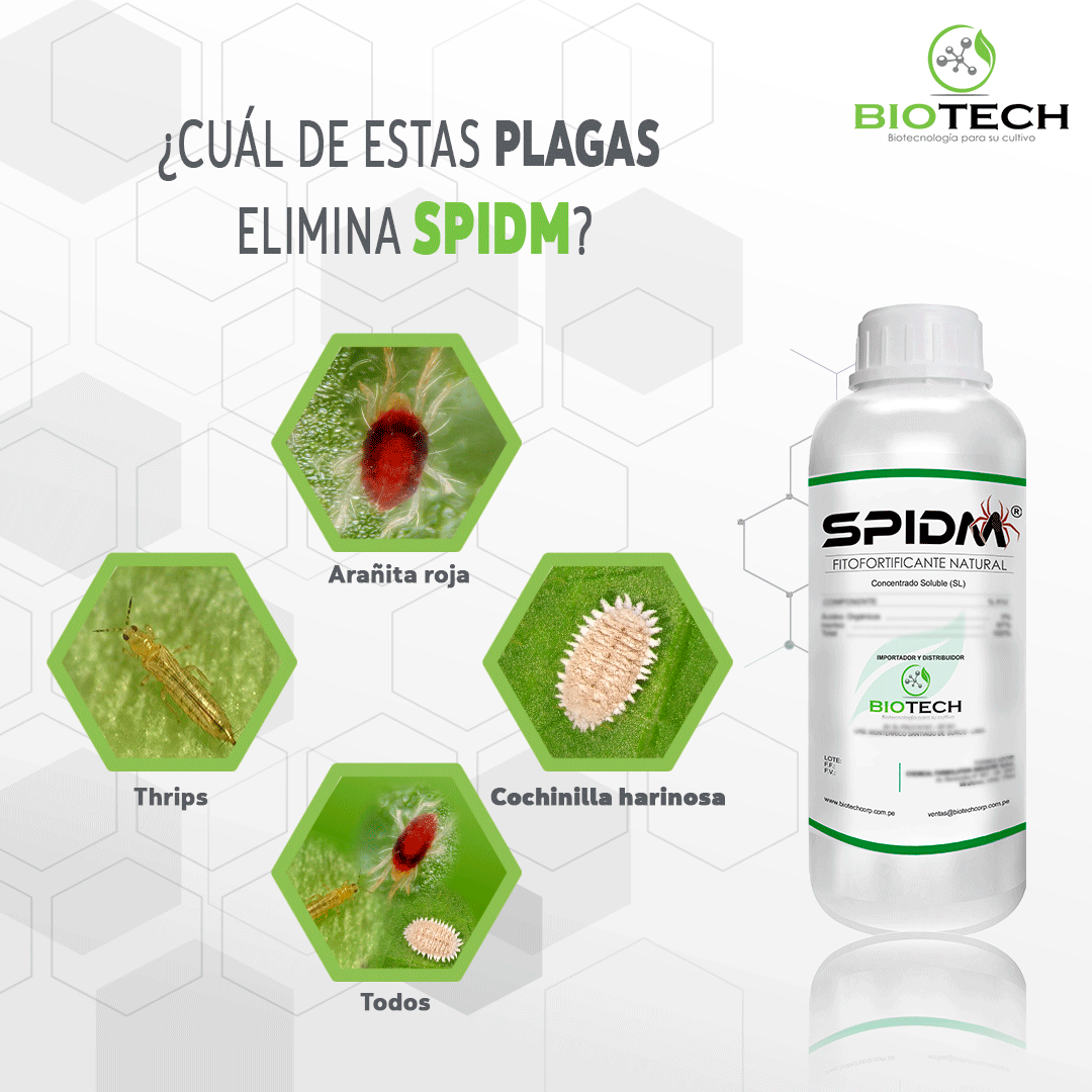 Reacciona a este post y déjanos tu comentario. ¿Cuál plaga crees que SPIDM elimina?
Nuestro producto que protege tus cultivos de los ácaros, sin manchas y libre de residuos. 🕷🌿🌱
#Agricultura #Bioestimulantes #Biocontrol #Biotecnologia #AgriculturaNatural