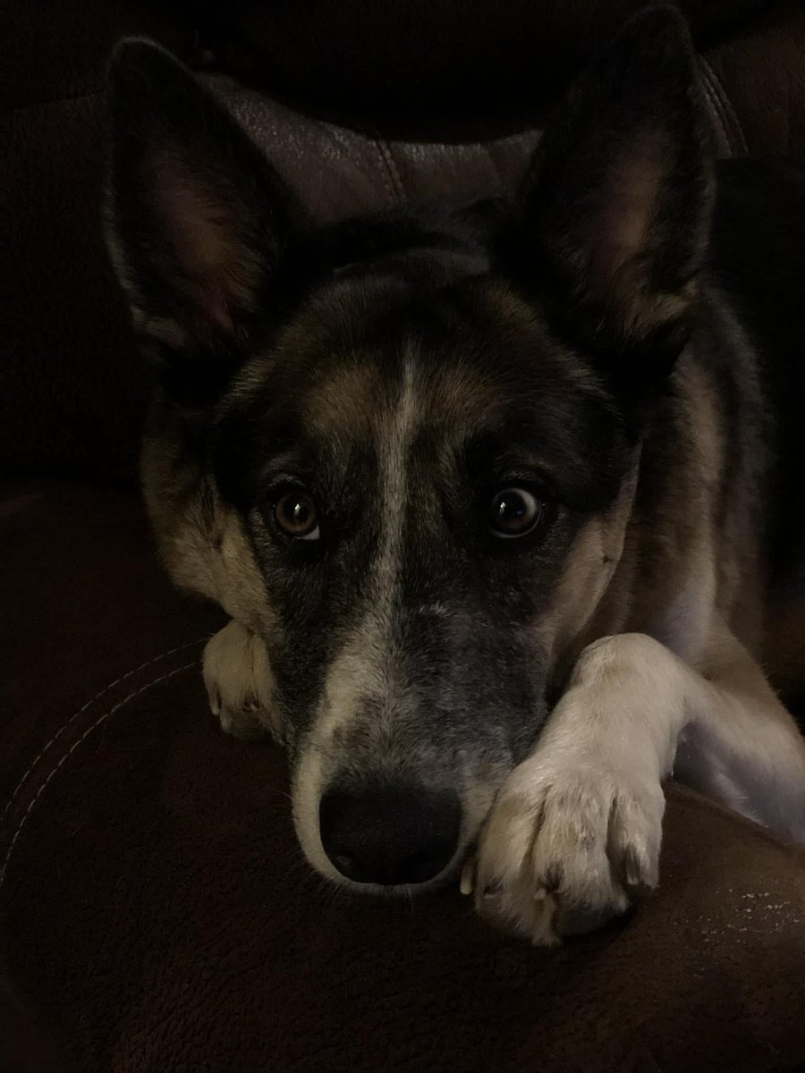 family_source's tweet photo. #NationalPetDay and here are more #TeamFSC pets!!! #bestdayever

Cara's babies Miley, Cooper, Kiwi, and Gabby! https://t.co/gvSiECjMOu