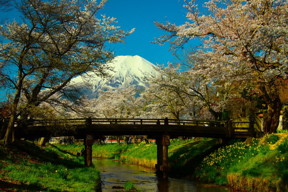 桜と富士山 ＃富士山