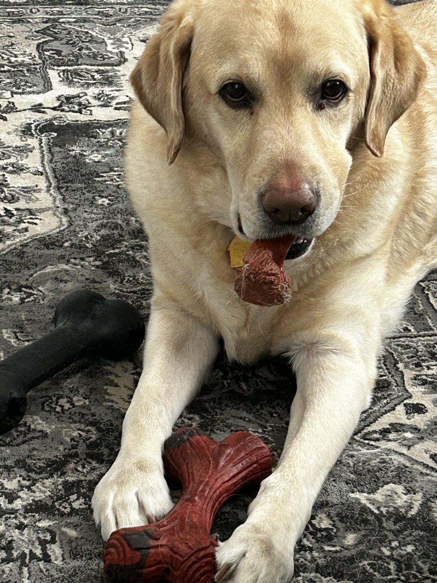 family_source's tweet photo. #NationalPetDay and here are more #TeamFSC pets!!! #bestdayever

Danielle's dogs Scout and JJ, and her cats Recon &amp; Dutch! And Stormy's cat Everest! https://t.co/IgXD2gAmYe