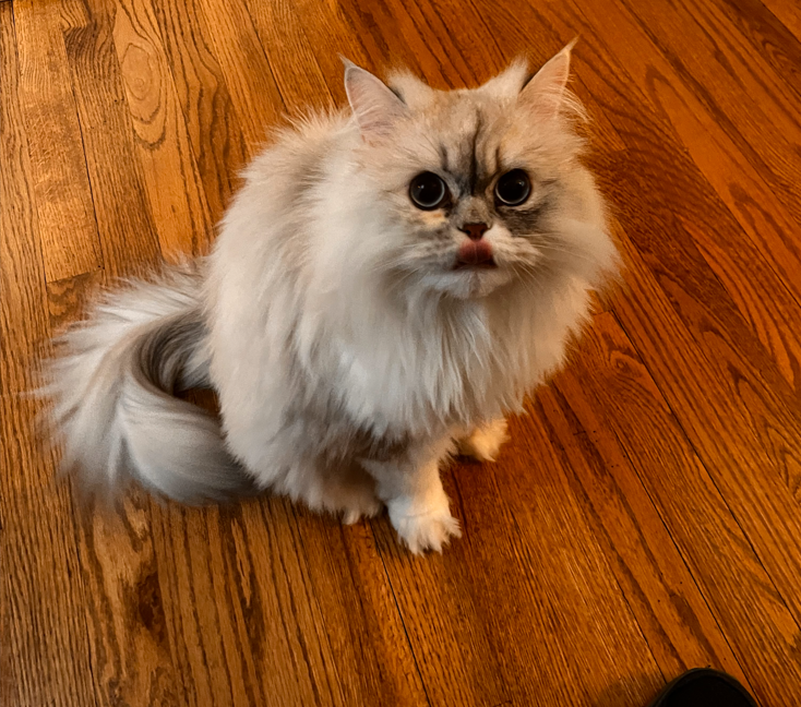 family_source's tweet photo. #NationalPetDay and here are more #TeamFSC pets!!! #bestdayever

Danielle's dogs Scout and JJ, and her cats Recon &amp; Dutch! And Stormy's cat Everest! https://t.co/IgXD2gAmYe