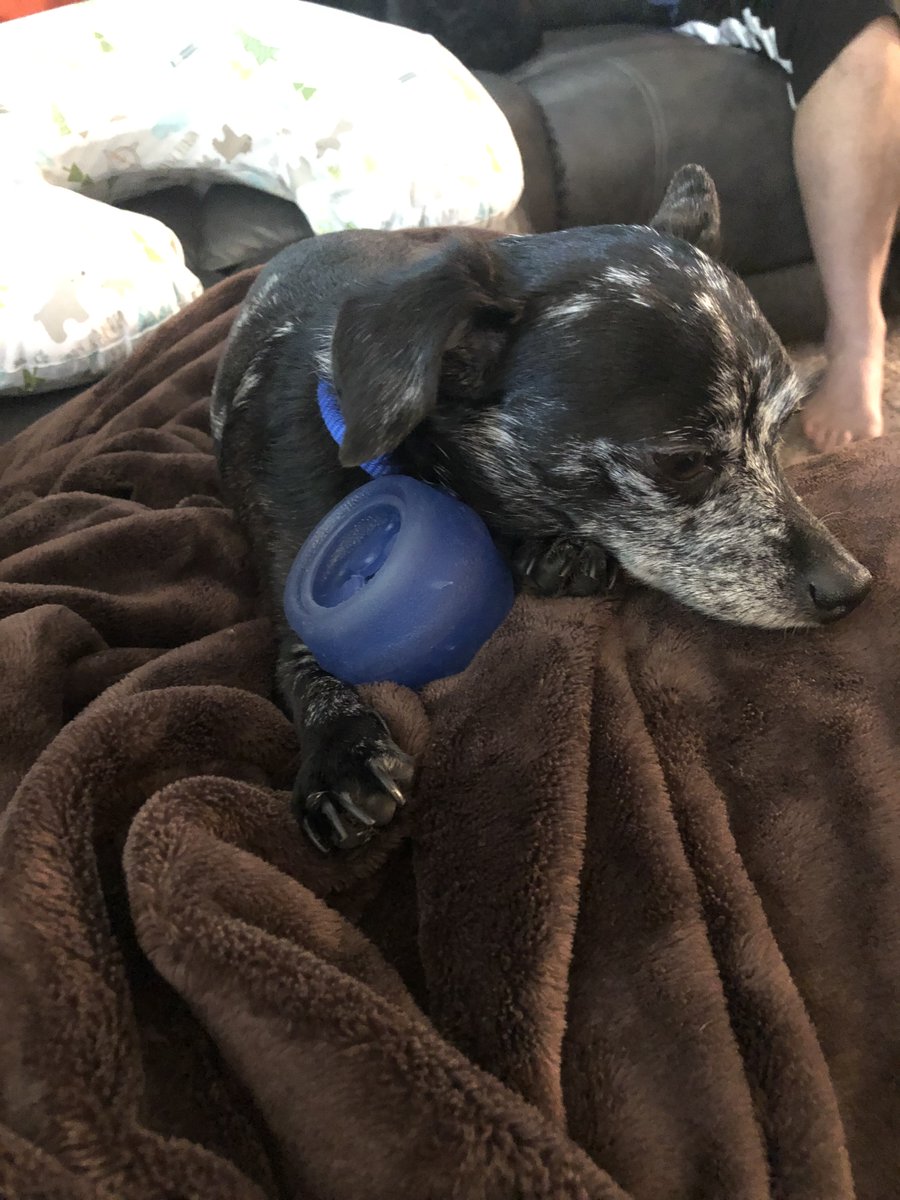 family_source's tweet photo. #NationalPetDay and here are more #TeamFSC pets!!! #bestdayever

Megan with Moose and Winston, and a close-up of Winston aka Winnie. And Stacie's Lucy and Ziggy! https://t.co/vMZFX4eC67