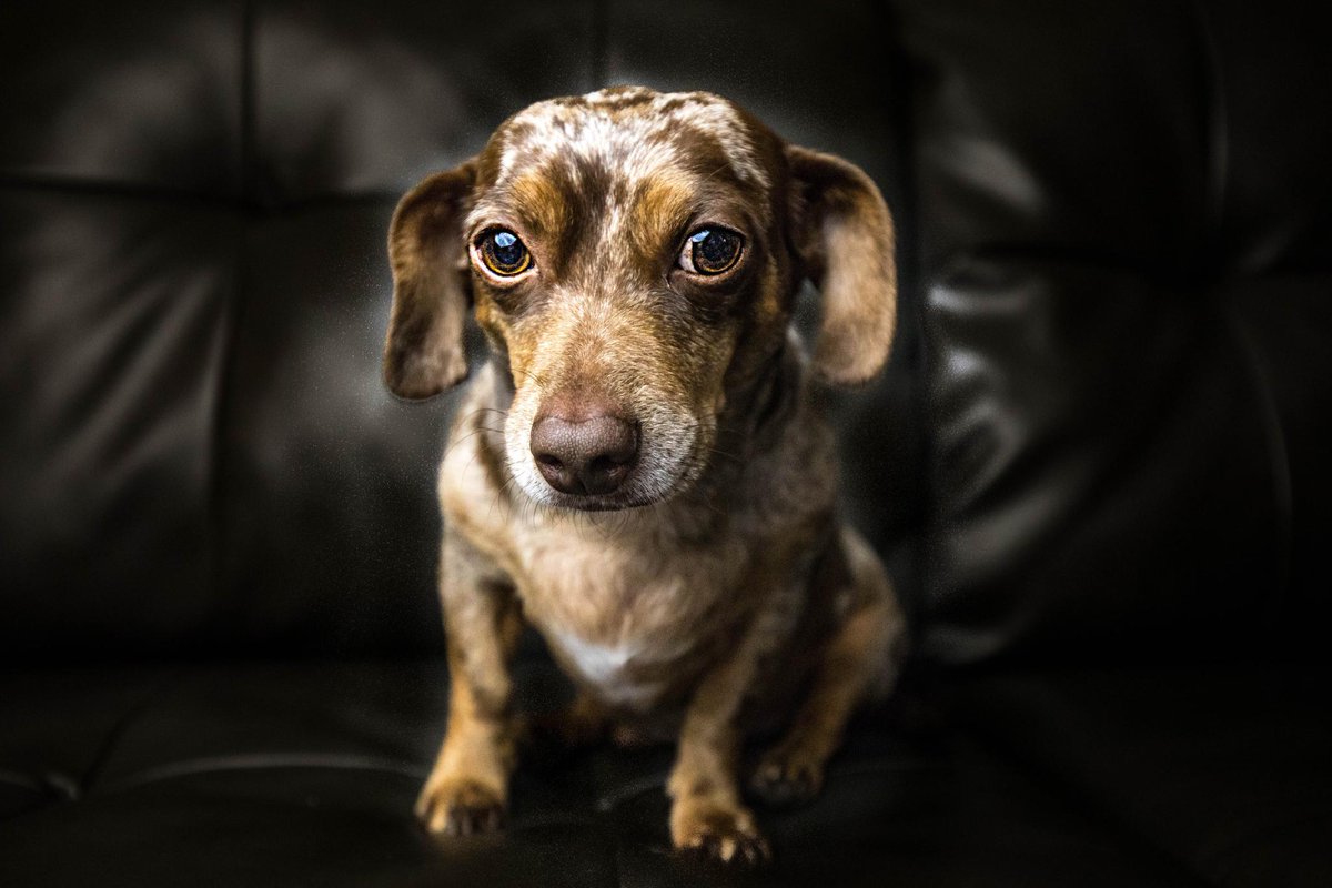 family_source's tweet photo. #NationalPetDay and here are more #TeamFSC pets!!! #bestdayever

Megan with Moose and Winston, and a close-up of Winston aka Winnie. And Stacie's Lucy and Ziggy! https://t.co/vMZFX4eC67