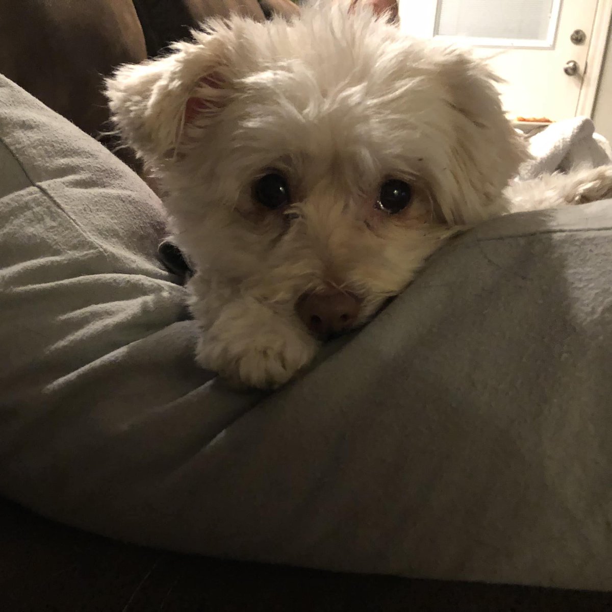 family_source's tweet photo. #NationalPetDay and here are more #TeamFSC pets!!! #bestdayever

Cara's babies Maximus, Xena, Callie, and Buddy! https://t.co/yU1hn5P6vj