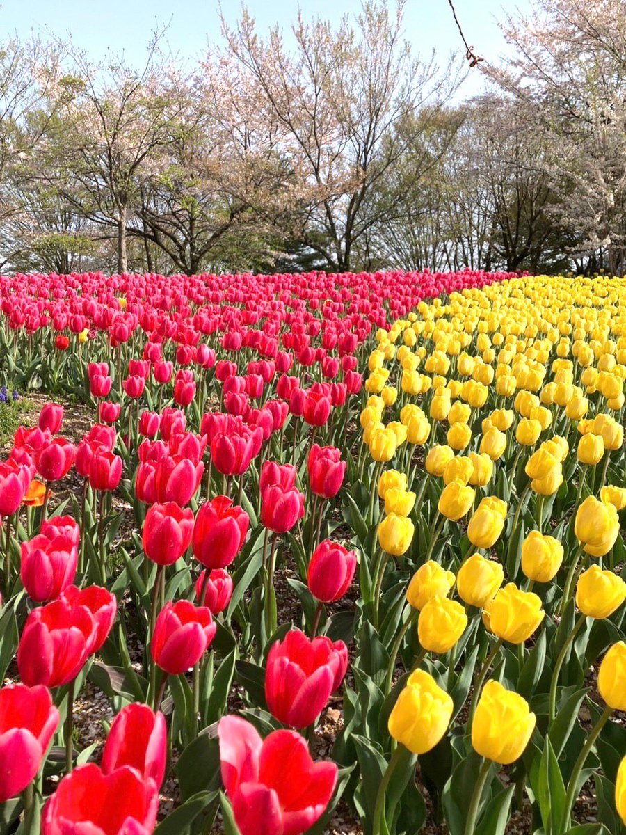 usapi0125's tweet photo. 安曇野にあるアルプス公園に行ってきました。チューリップ🌷が沢山咲いていて遠くに見える常念岳のコラボが素敵でした。北アルプスの山々が見えるアルプス公園はとても素敵でした。 https://t.co/RmFyN8guES