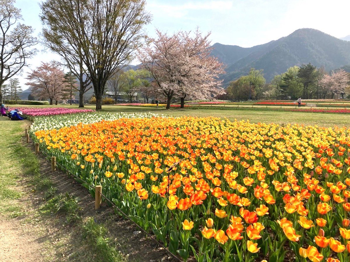 usapi0125's tweet photo. 安曇野にあるアルプス公園に行ってきました。チューリップ🌷が沢山咲いていて遠くに見える常念岳のコラボが素敵でした。北アルプスの山々が見えるアルプス公園はとても素敵でした。 https://t.co/RmFyN8guES