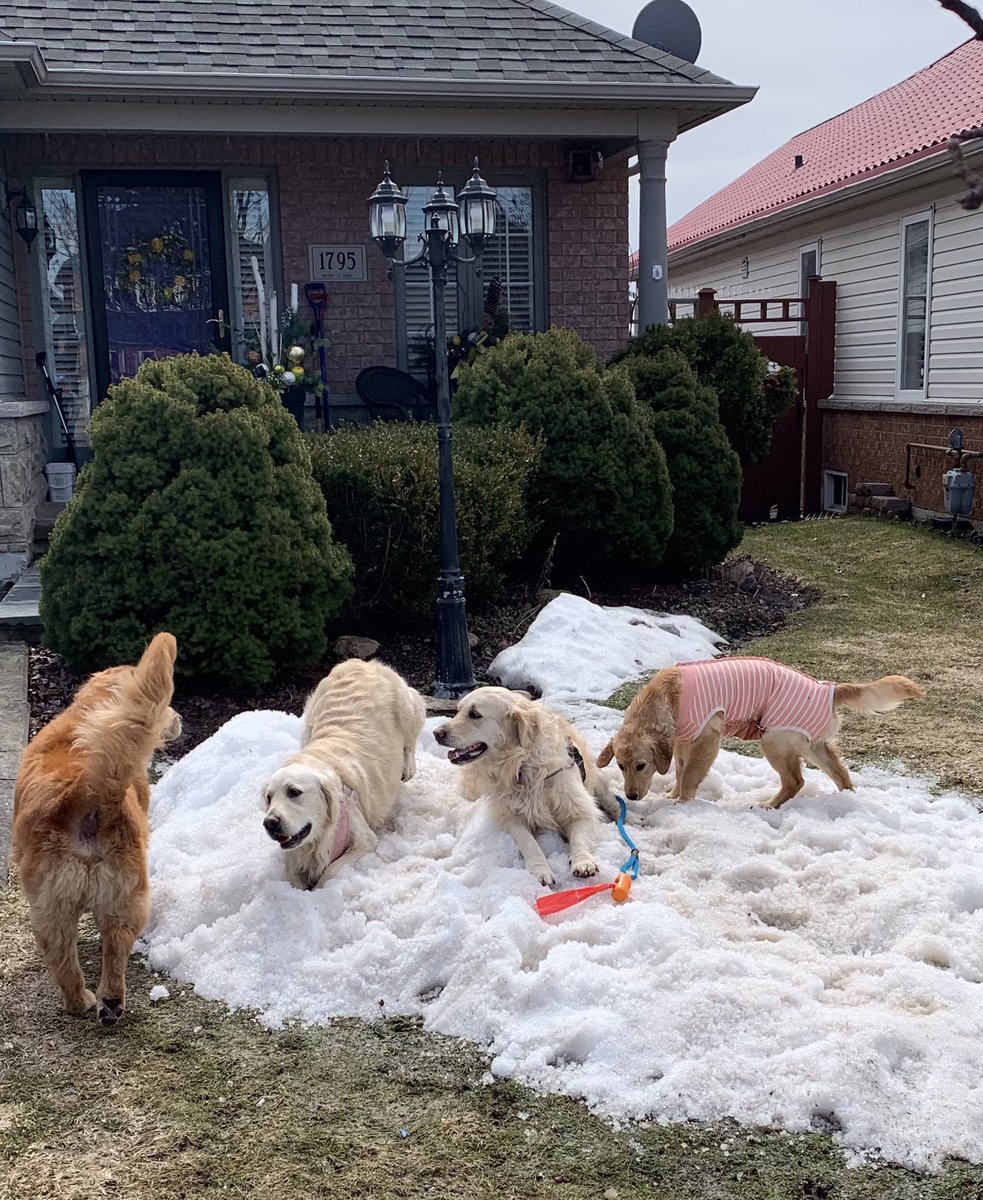 darlenebehave's tweet photo. @AnthonyFarnell While I’m thrilled this pack of Goldens perhaps not as much. Last week they found the last patch of snow to hang out https://t.co/GxfcDXPQ7x