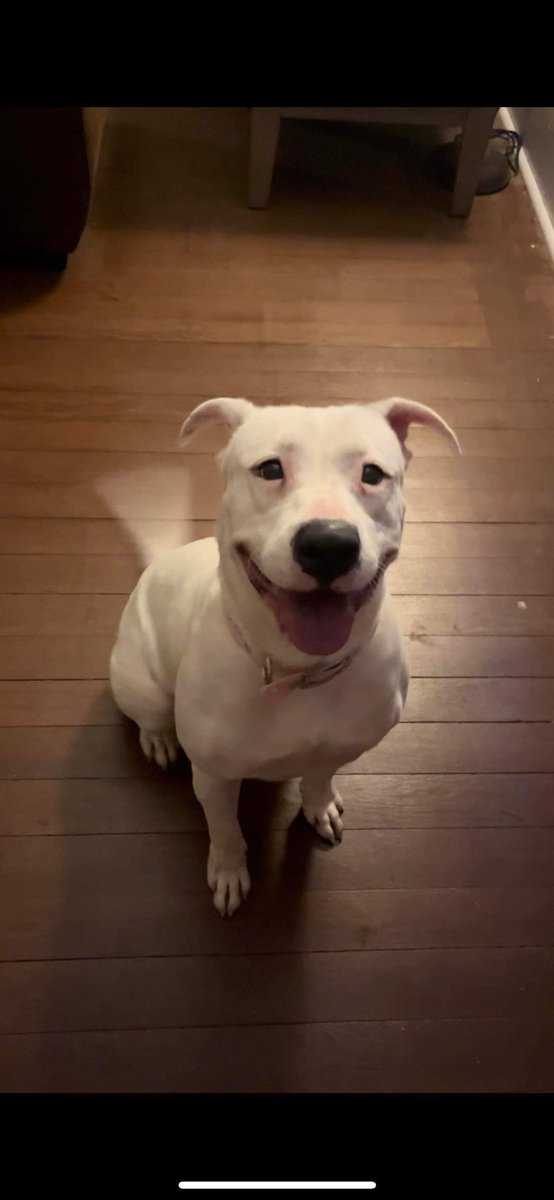 KAArescue's tweet photo. Hello Animal Lovers💞
We are in urgent need of mental stimulation and enrichment toys for our sweet girl, Agatha! Please, if you can, check out our Amazon wishlist, any help is greatly appreciated! https://t.co/94UpOcPdVd