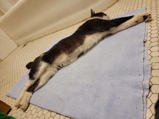 Hey Philly: 

would you like a cat who doesn't need constant affection and attention, but will follow you from room to room because he likes to be near you? 

do you want a lorg boi (almost 15 lbs) who was neutered last week and has finally stopped smelling like a tom cat?