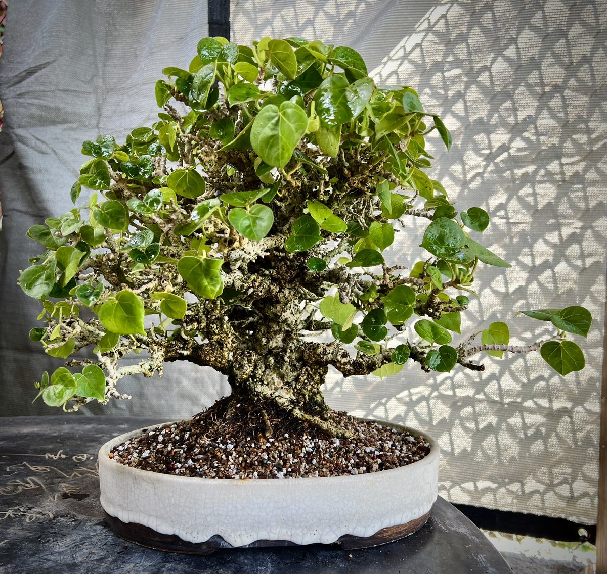 josorl26's tweet photo. Hibiscus tiliaceus https://t.co/BlTg2rjgrC