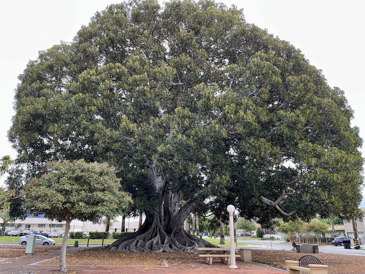 KarenKahler's tweet image. While in Glendora, paying my respects to the Big Tree. This Moreton Bay fig is roughly 140 years old.

#glendora #bigtreepark #suburbantrees #tree #MoretonBayFig #suburbannature