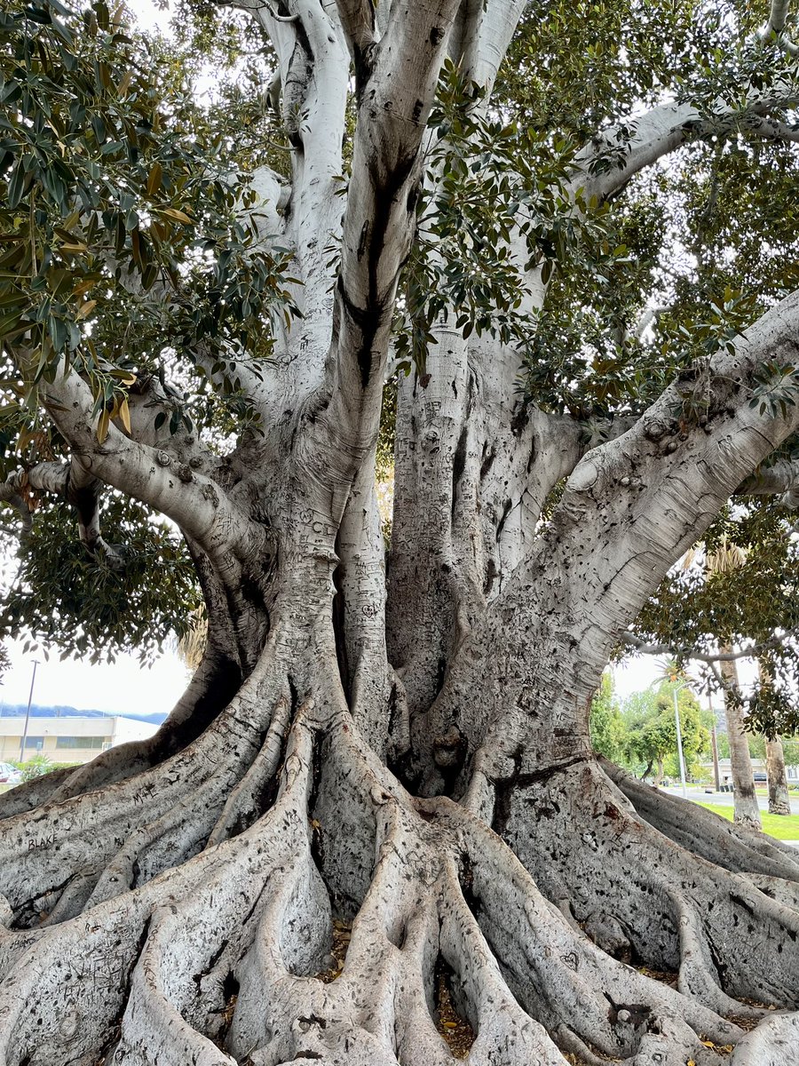KarenKahler's tweet image. While in Glendora, paying my respects to the Big Tree. This Moreton Bay fig is roughly 140 years old.

#glendora #bigtreepark #suburbantrees #tree #MoretonBayFig #suburbannature