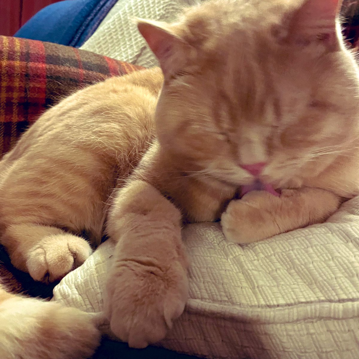notwaving's tweet photo. Weβre having more estate agents over to see my granβs house tomorrow. Weβve tidied up, and Arthur has contributed by donating a dead rabbit to the spare room in an effort to make it look cosier. Thanks Arthur.
#CatsOfTwitter #PestController https://t.co/WWAaTd8fJ7