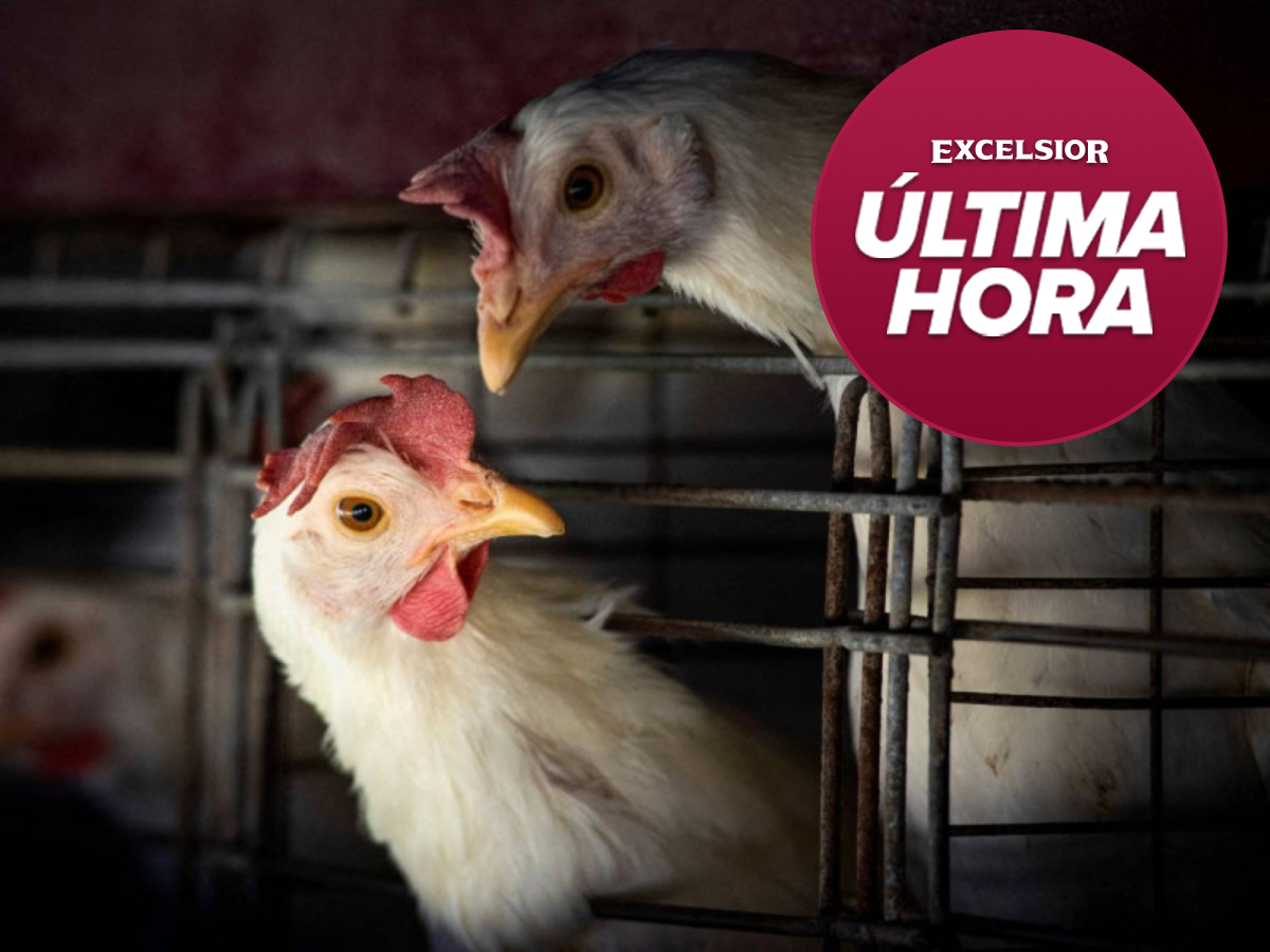 ⚠ #ÚLTIMAHORA | #OMS confirma la primera muerte en #China de una persona contagiada con gripe aviar. 

Los detalles: bit.ly/3zPYub3