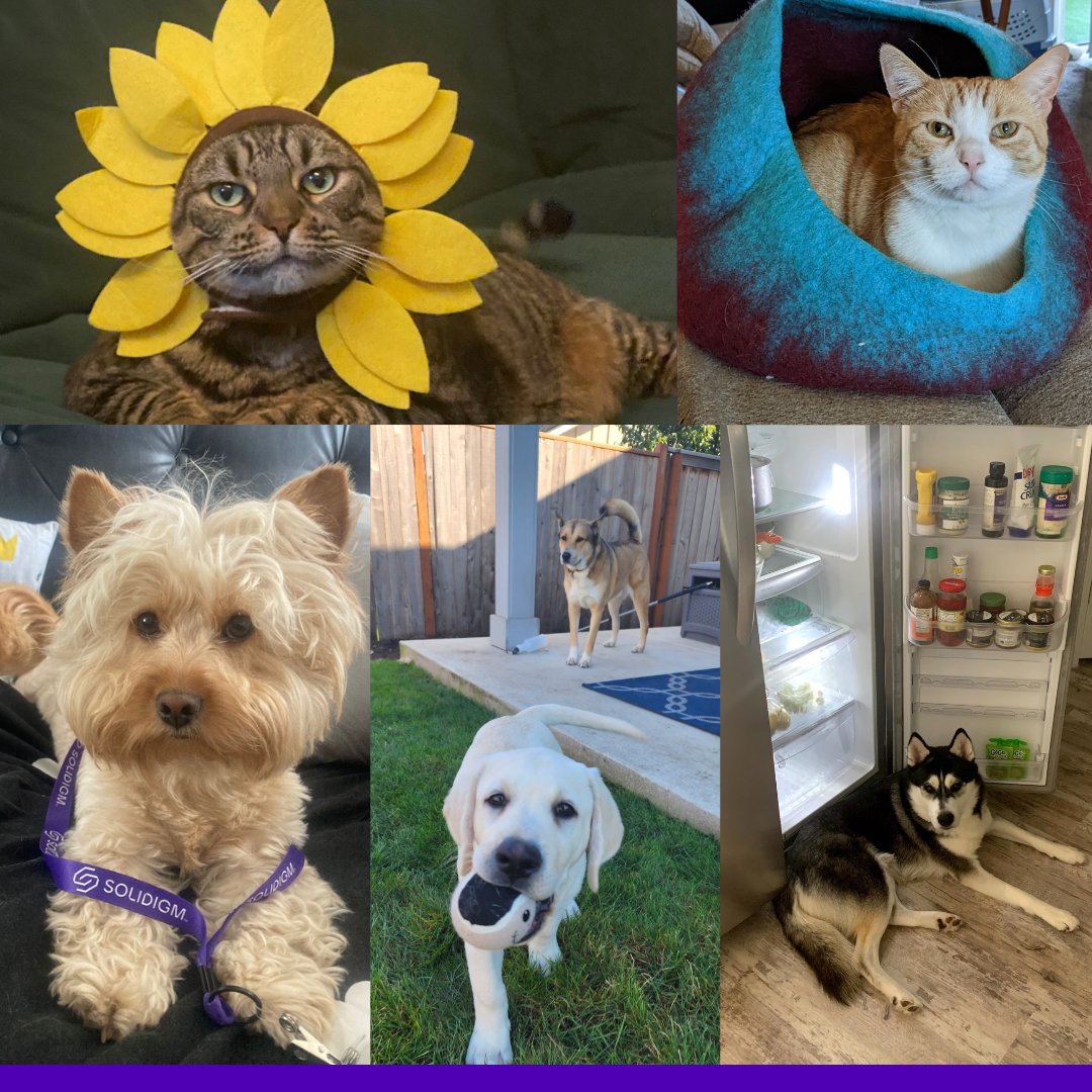 solidigm's tweet photo. A very happy National Pet Day from the furry and feathered coworkers of Solidigm💜 🐶🐱🐔💟 
Important!! Please reply to this tweet with a pic of your pet. 📸 #WeSolid #TeamSolidigm #NationalPetDay https://t.co/d9tUxfDK3h
