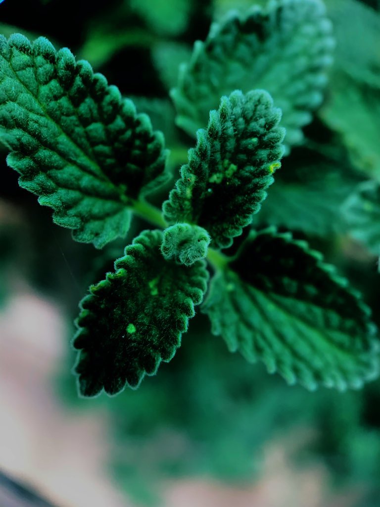 Macro leaf 🍃 
.
.
.
#ThePhotoHour #StormHour #macro #macrophotography #LeafsForever #MacroMarch #photograghy #closeupshot #PhotographyIsArt