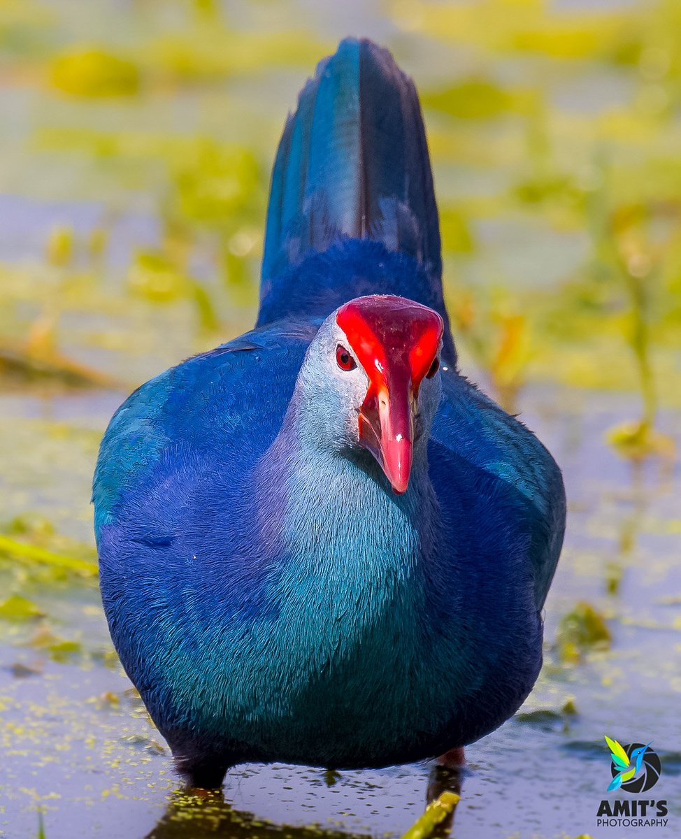 asharma555's tweet image. Shades of #Blue
Grey-headed Swamphen
#TuesdayBlue 💙
#ShadowsReflects 
#NatureArt 
#WildlifePhotography