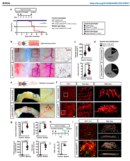 BoscoloLab's tweet photo. Happy to share our latest publication in @NatureComms  We developed a murine model for GNAQ mutated vascular tumors and coagulopathy and showed that MEK inhibition prevents tumor formation improving survival. great work by @SchrenkSandra and Collaborators https://t.co/WvR2XCag3g